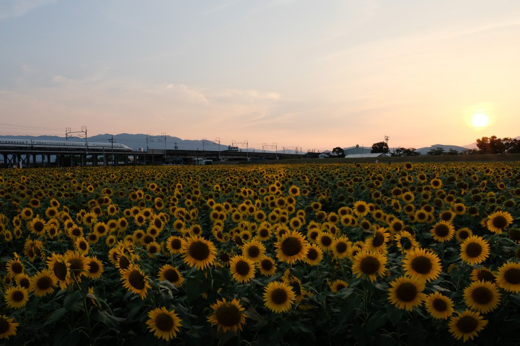 DSCF00506