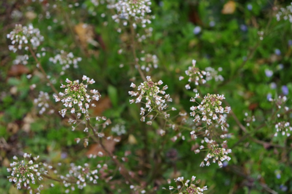 IMGP0029