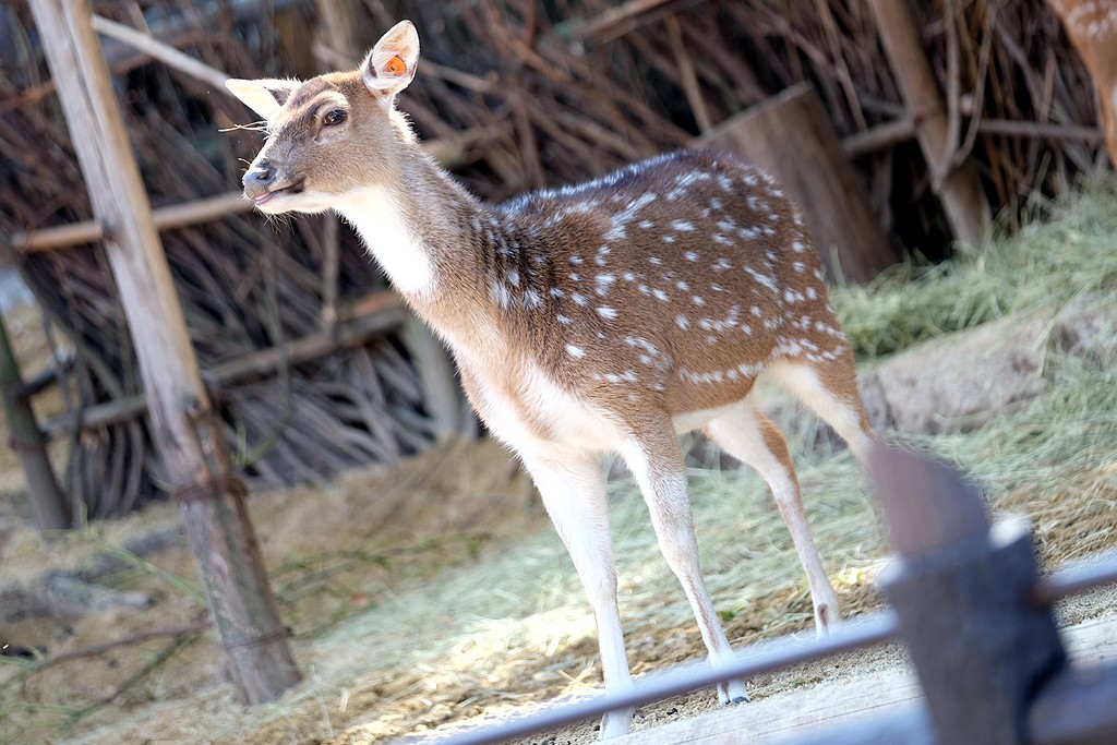 sika