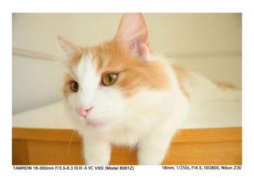 18-300mm F/3.5-6.3 Di III-A VC VXD (Model B061)  [ニコンZ APS-C専用]　 【2025年8月28日(木)発売予定・予約受付中】 発売日にお届け